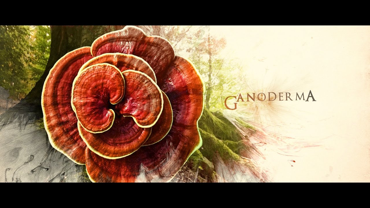 GANODERMAstory&trade; History, Life and Benefits of the KING of HERBS. by Organo Gold