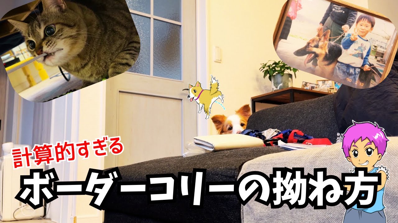 【ボーダーコリーの拗ね方】まるで人間の5歳児だった！