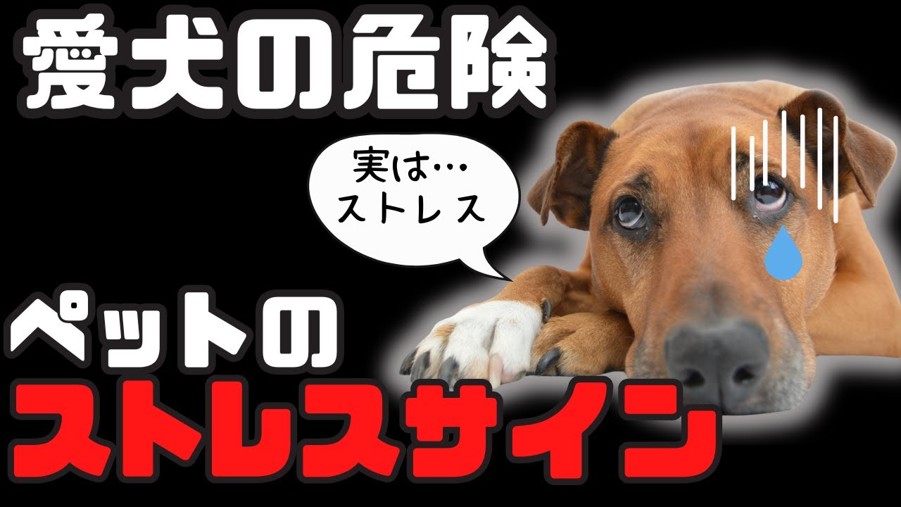【見落とし危険】愛犬の危険を知らせる、ストレスサイン！