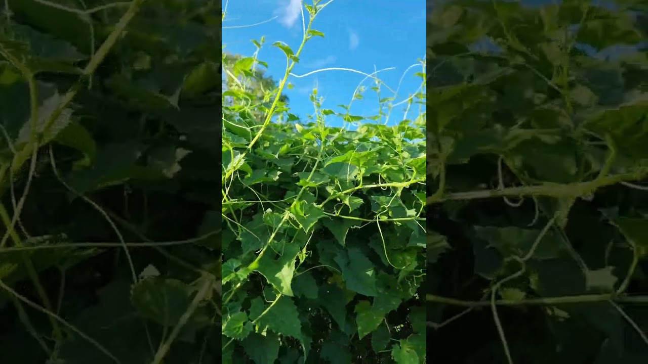 ขอบพระคุณที่แวะเยี่ยมจ้า