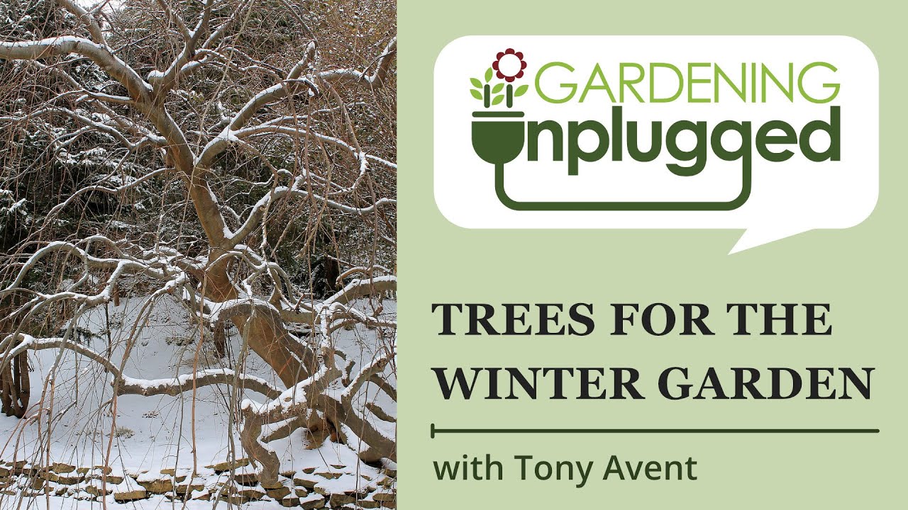 Gardening Unplugged - Trees for the Winter Garden with Tony Avent