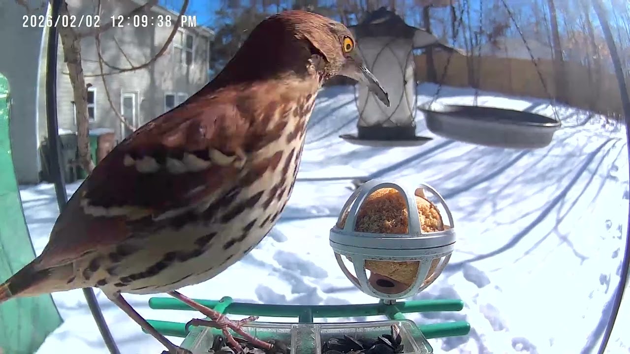 #brownthrasher #redbelliedwoodpecker @backyardfriendsWaxhaw 