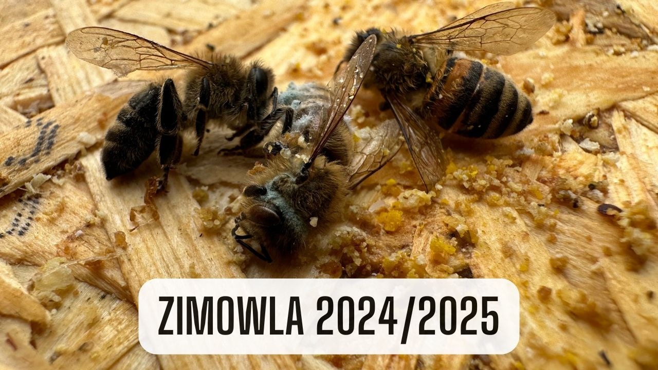 Jaka śmiertelność? Co powodem osypania rodzin? Kiedy dać ciasto?