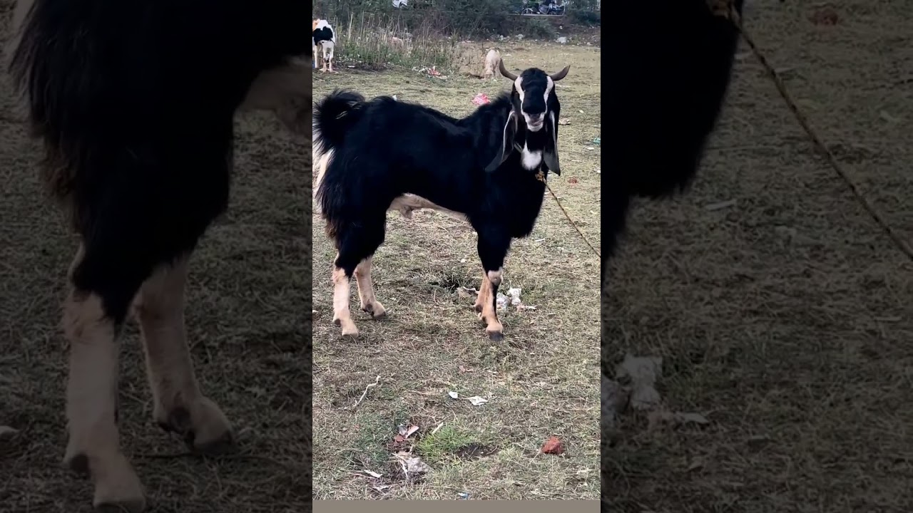 black kota bakra bhopal bakra mandi 2023 #video