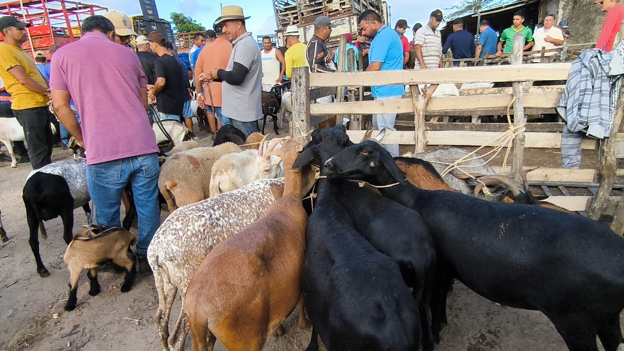 FEIRA DO BODE OVELHA CABRAS DE CAMPINA GRANDE-PB 11/03/2026