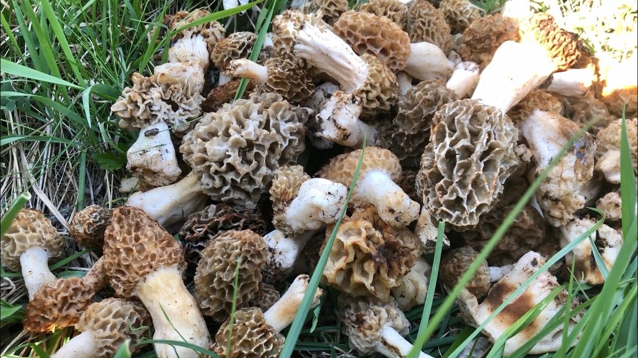 FUNGHI APRILE 2019 - 70 MORCHELLE a 1200mt in Montagna