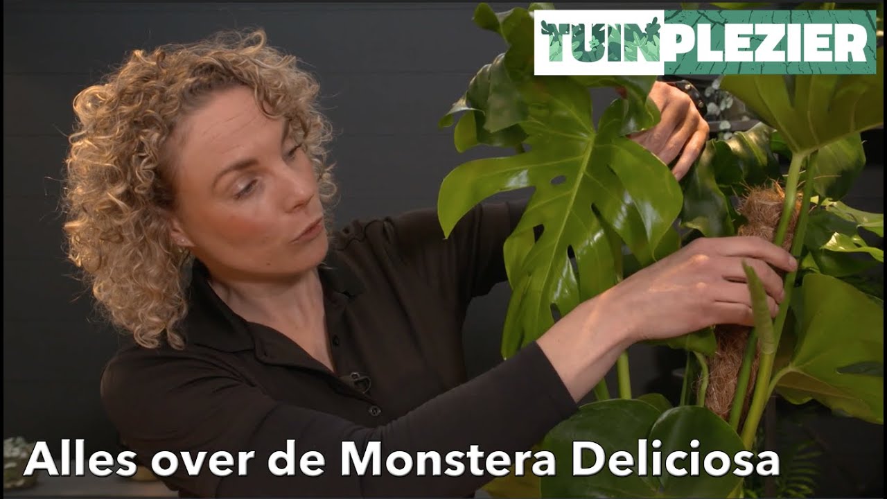 Alles over de Monstera Deliciosa - Gatenplant | TUINPLEZIER