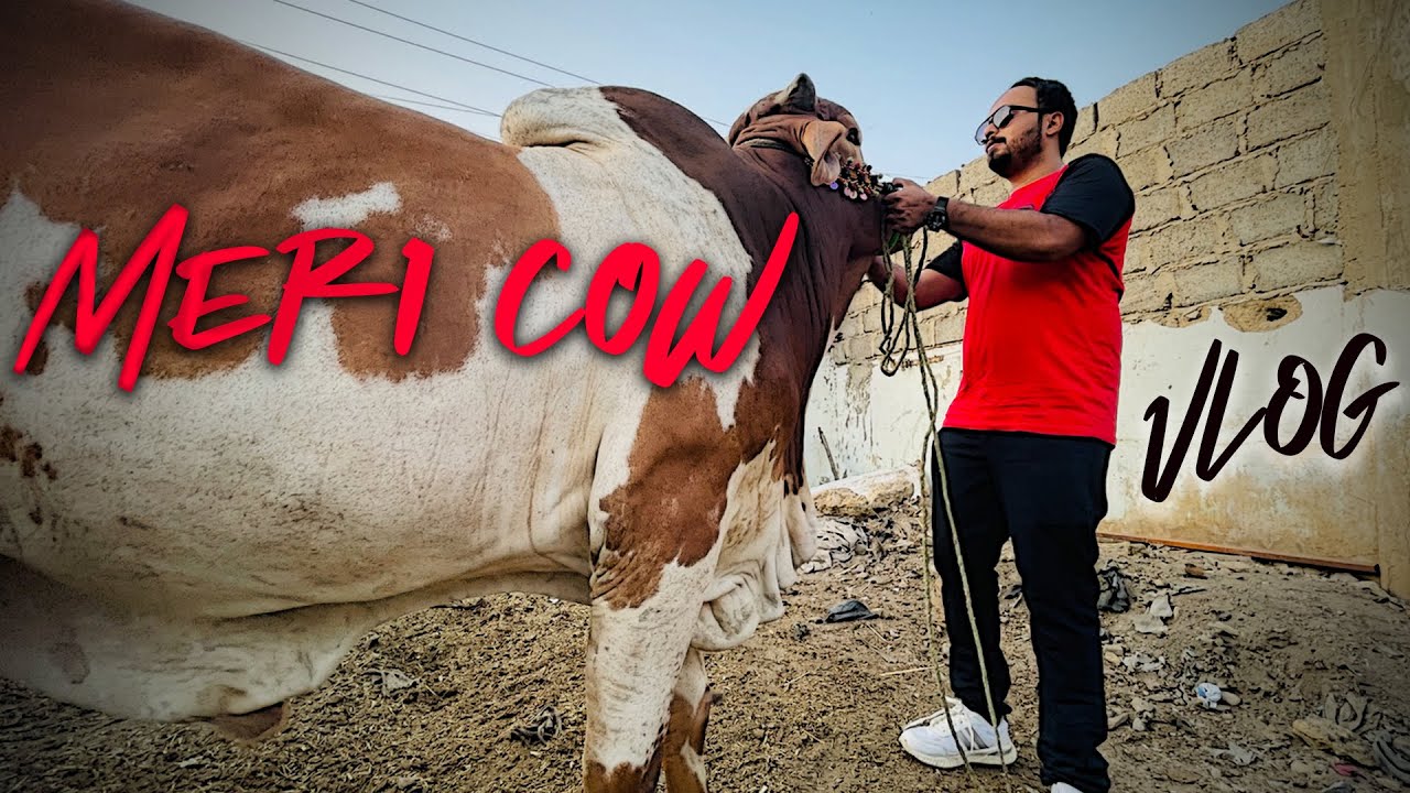 Maine Cow Leli | VLOG | Qurbani 2021