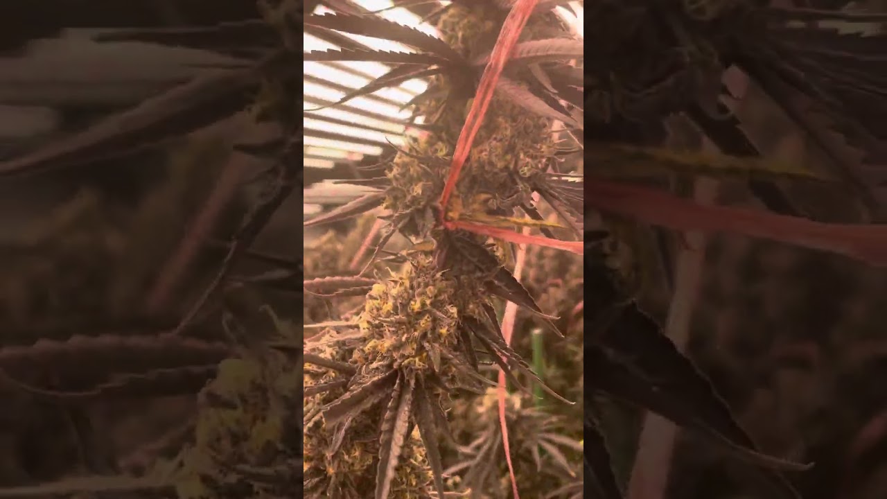 Ecosunlite 1000W LED grow light growing .