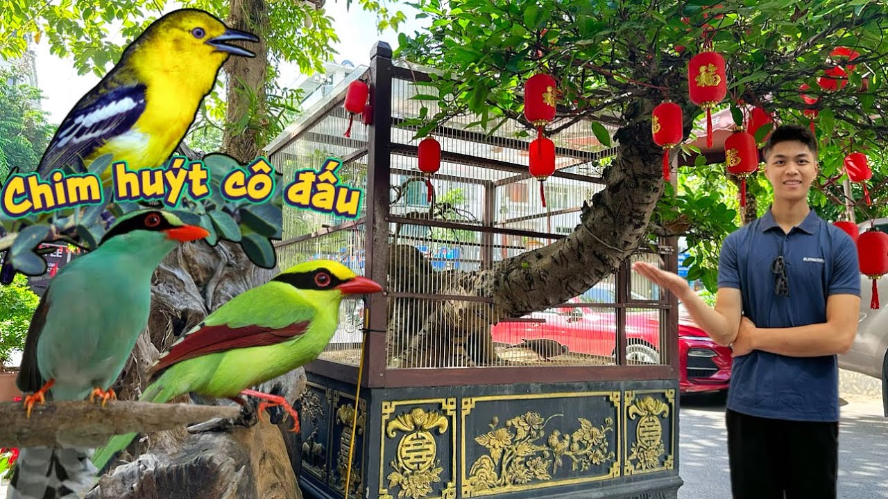 Mẫu chuồng nuôi CHIM CẢNH trên cây DÁNG HUYỀN rất ĐỘC ĐÁO & Chim HUÝT CÔ MÚA HÓT hay || Đạt Bird TV