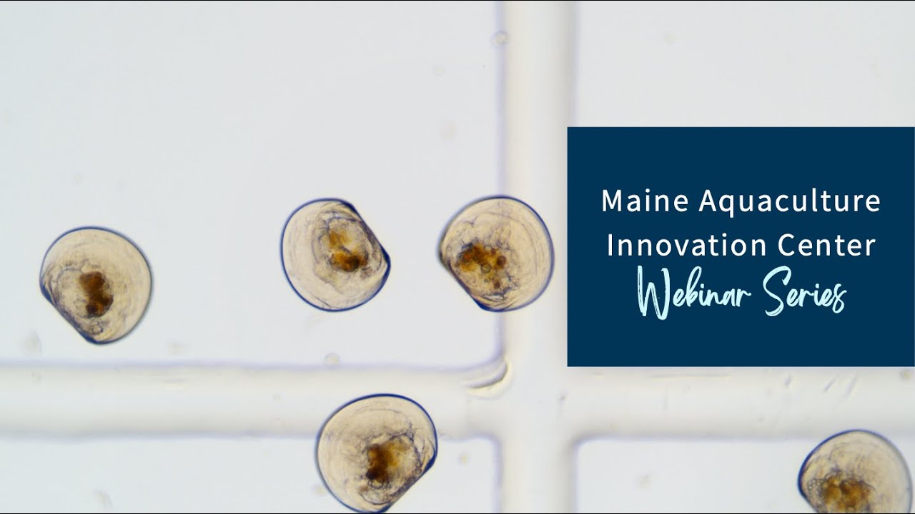 MAIC, April 2025: Hatchery collaborative approach to developing techniques for Atlantic sea scallops