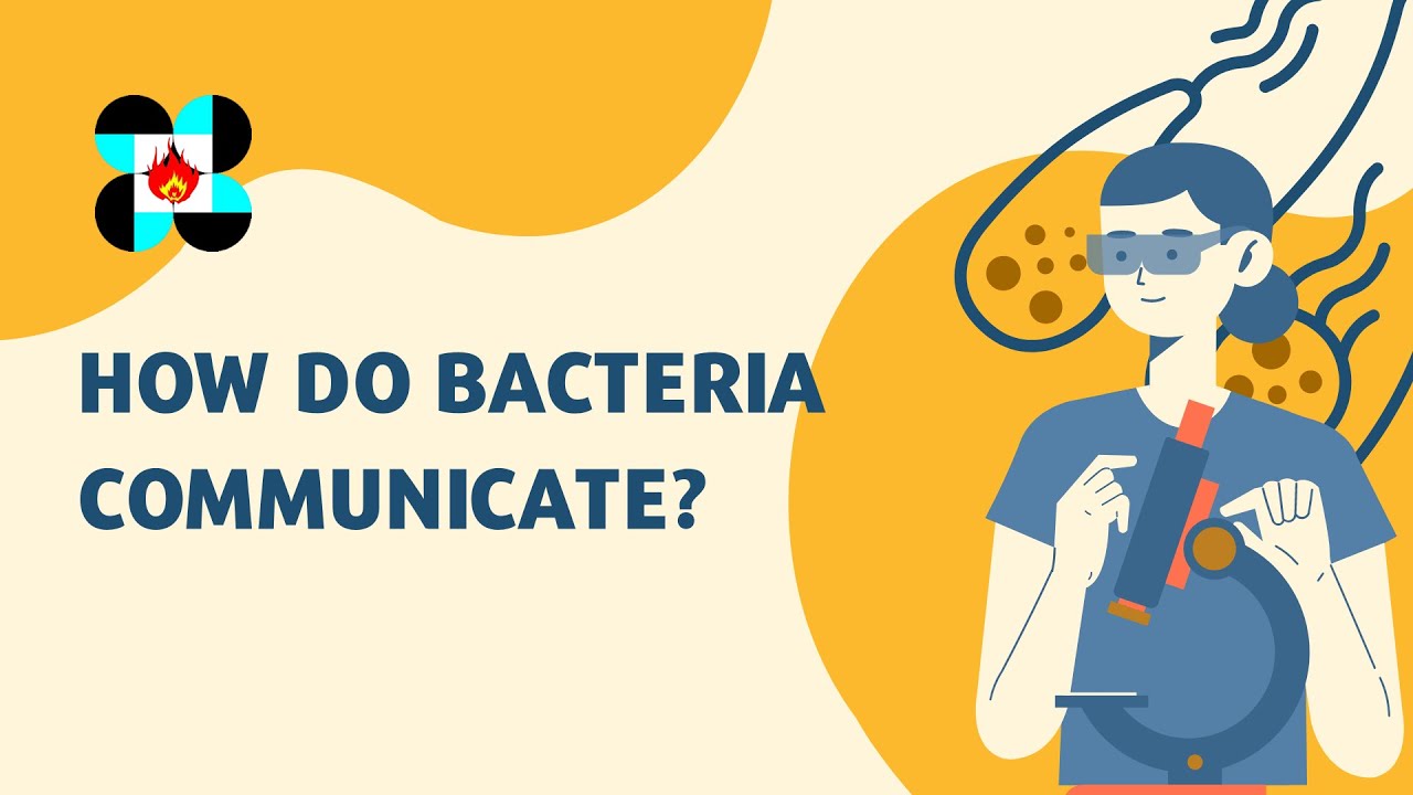 How do bacteria communicate?