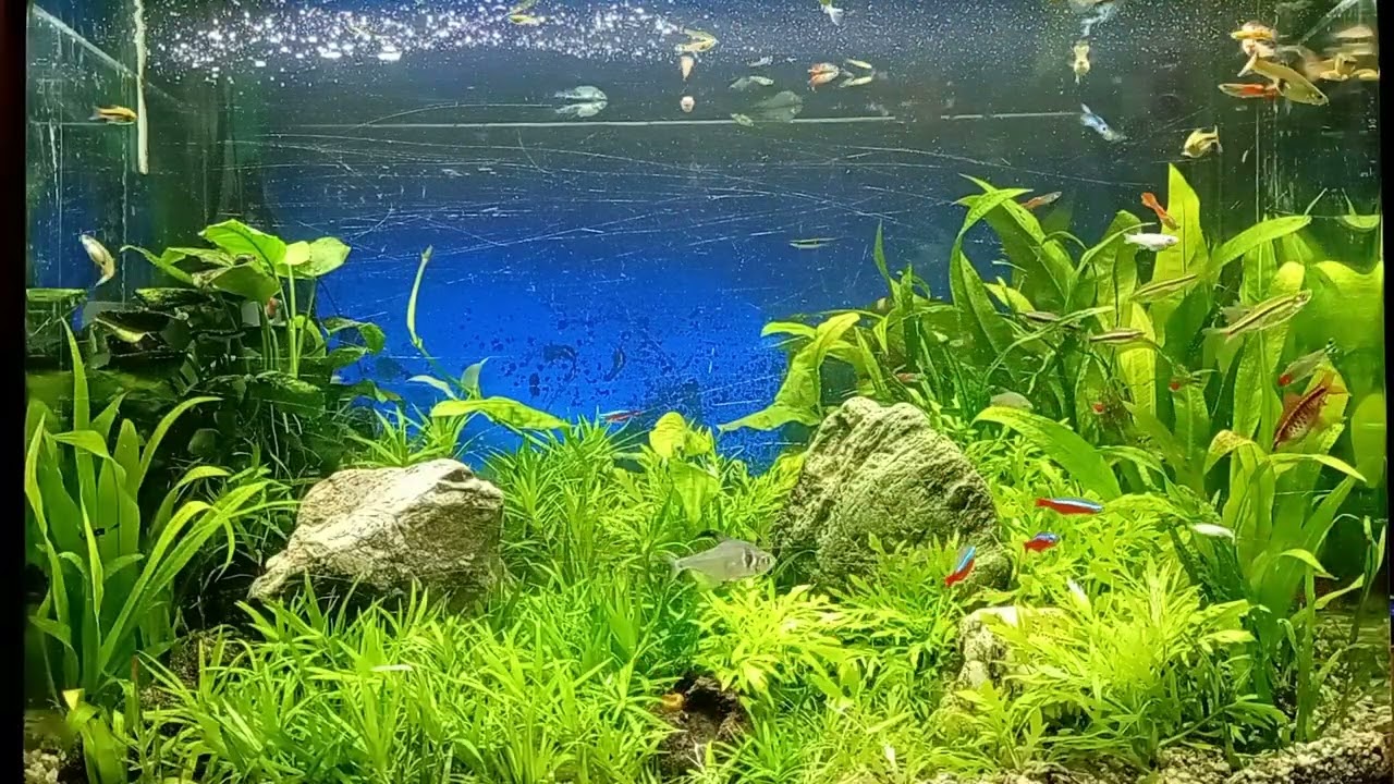 3月の水草レイアウト混泳水槽