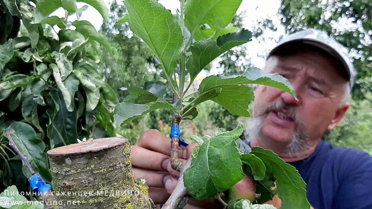 Когда снимать изоленту и как вести прививку дальше