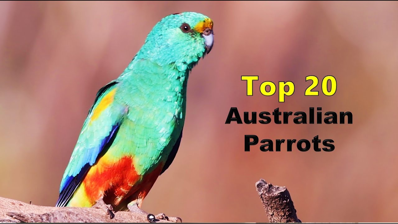 Top 20: Aussie Parrots