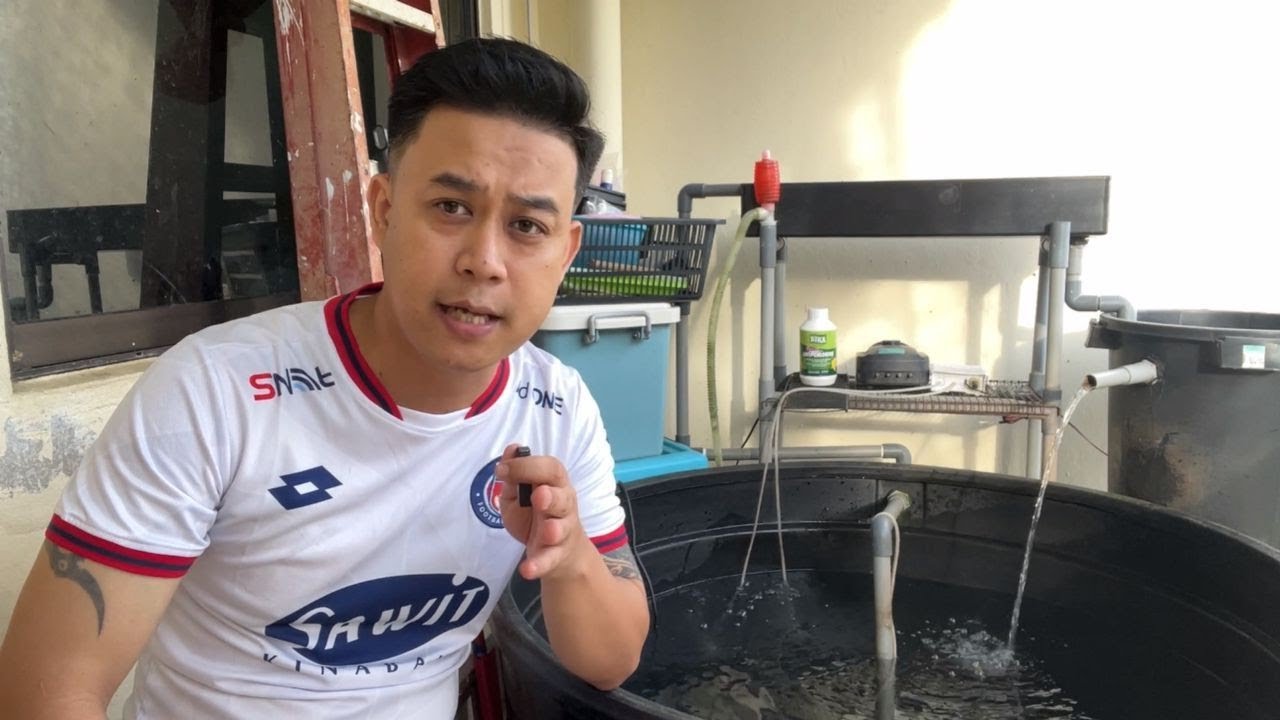 Ternak Ikan Keli Senang atau Susah???  | Ternak Ikan Dalam Tangki Polytank | TV636