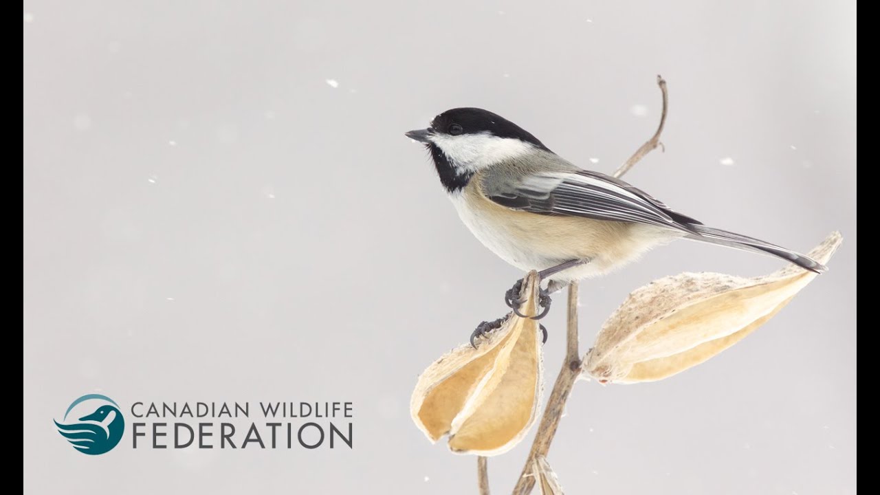 Canadian Wildlife Federation - Your Connection to Wildlife