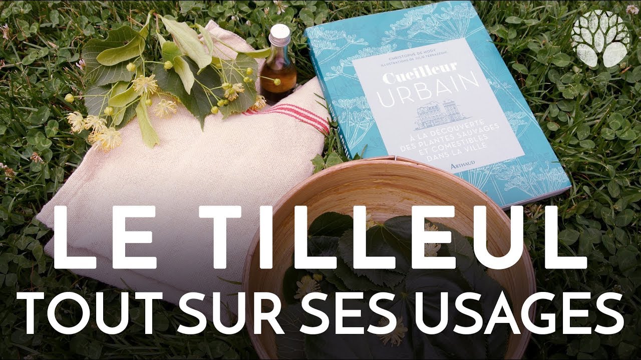 Tilleul, tout sur ses usages