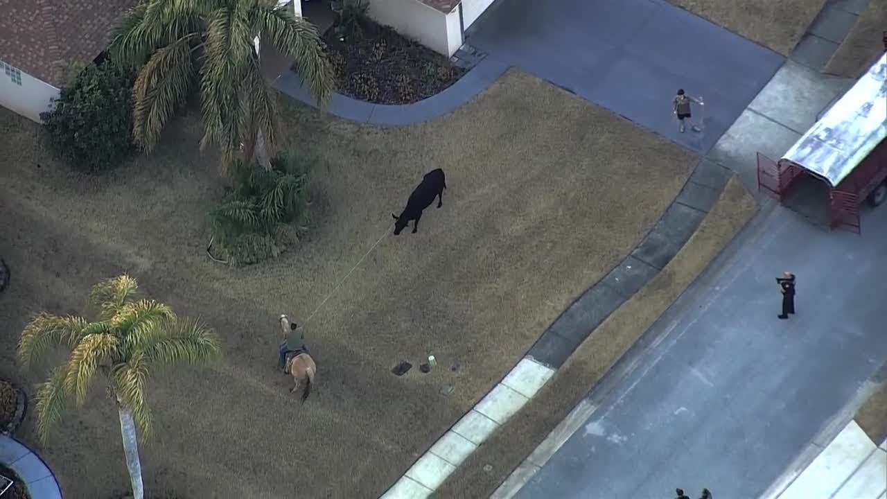 Cow wrangled by cowboy in Port Orange after it got loose
