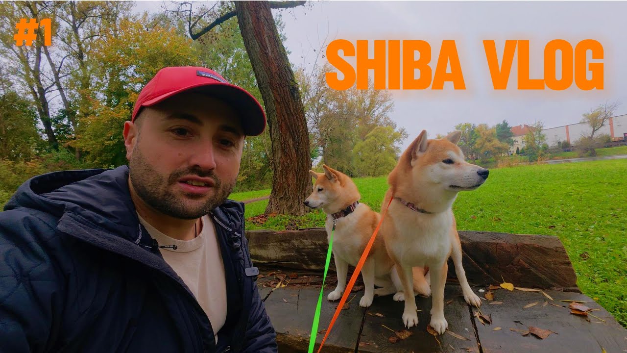 Jak radzić sobie z upartą shibą i nieposłuszeństwem