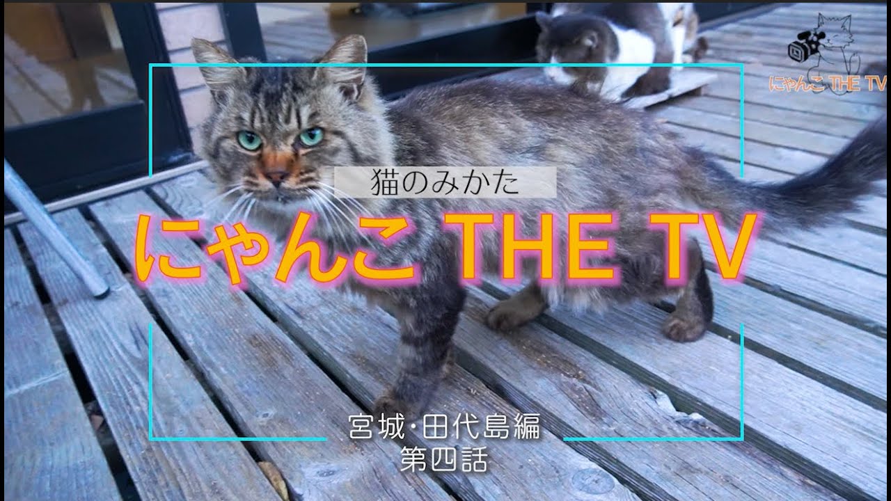 にゃんこ THE TV「田代島編04〜仁斗田の激アツ猫スポット」