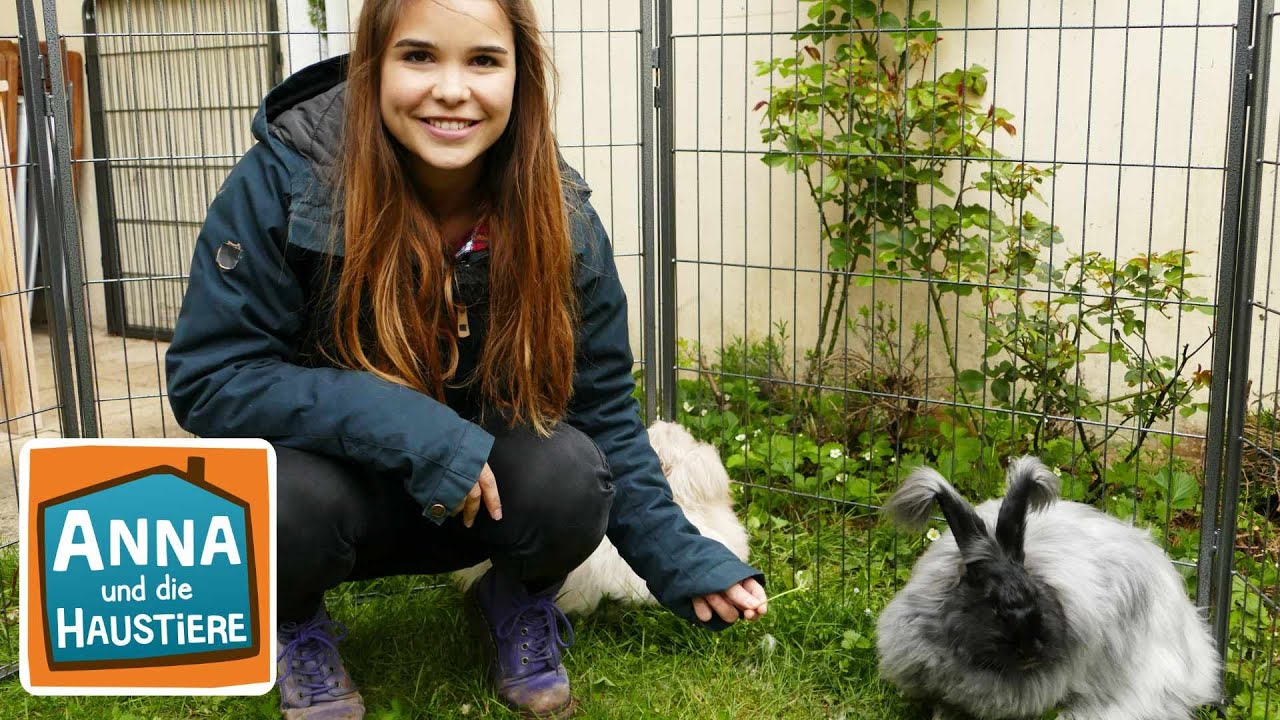 Angorakaninchen | Reportage für Kinder | Anna und die Haustiere