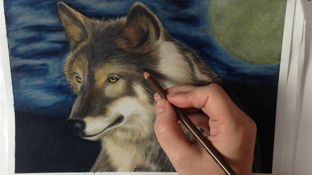 Intricate Ink Animals in detail - WOLF - colored pencils Prismacolor