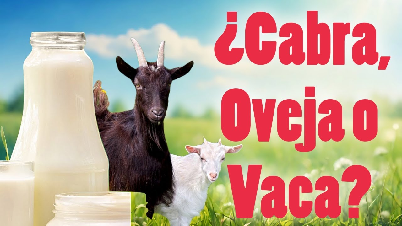 Leche de Cabra, Oveja o Vaca ¿Cuál es la Mejor?