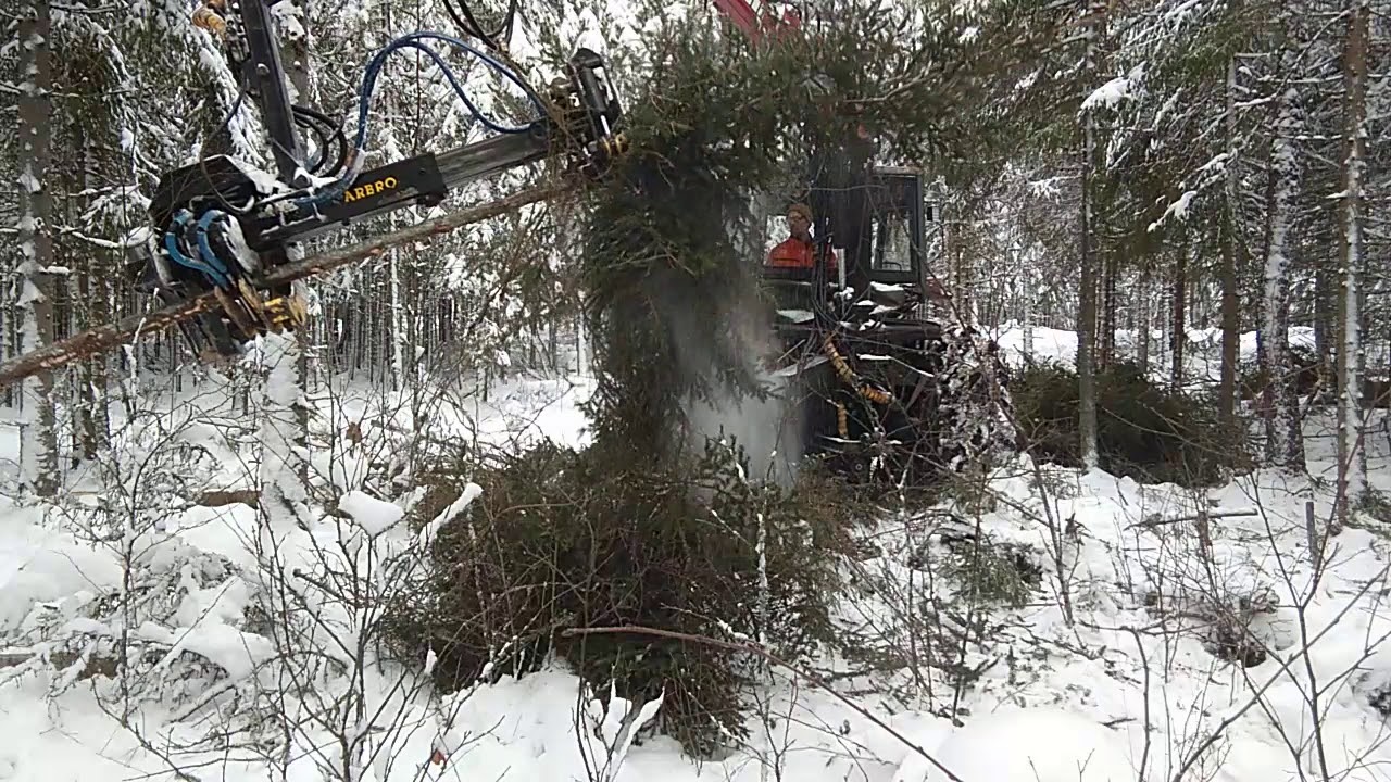 Ursus ja Arbro kuusikossa, i granbestånd 1/2.