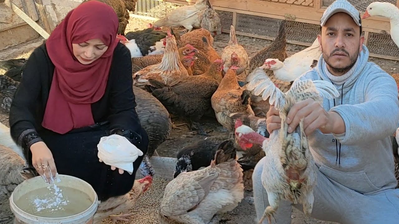 افضل علاج سريع الإسهال عند الفراخ البلدى هى دى الوصفة اللى عالجت الفراخ من الإسهال الشديد فى يومين