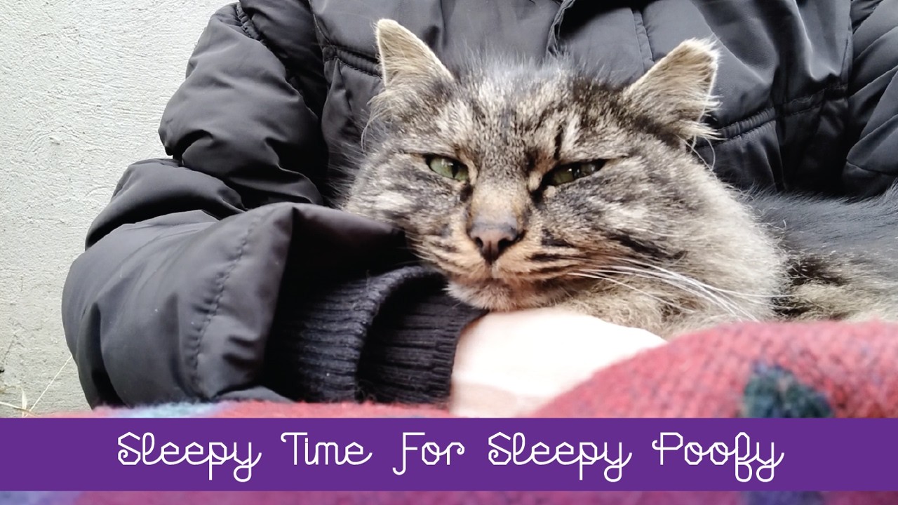 💖 Sleepy Time For Sleepy Poofy 💖
