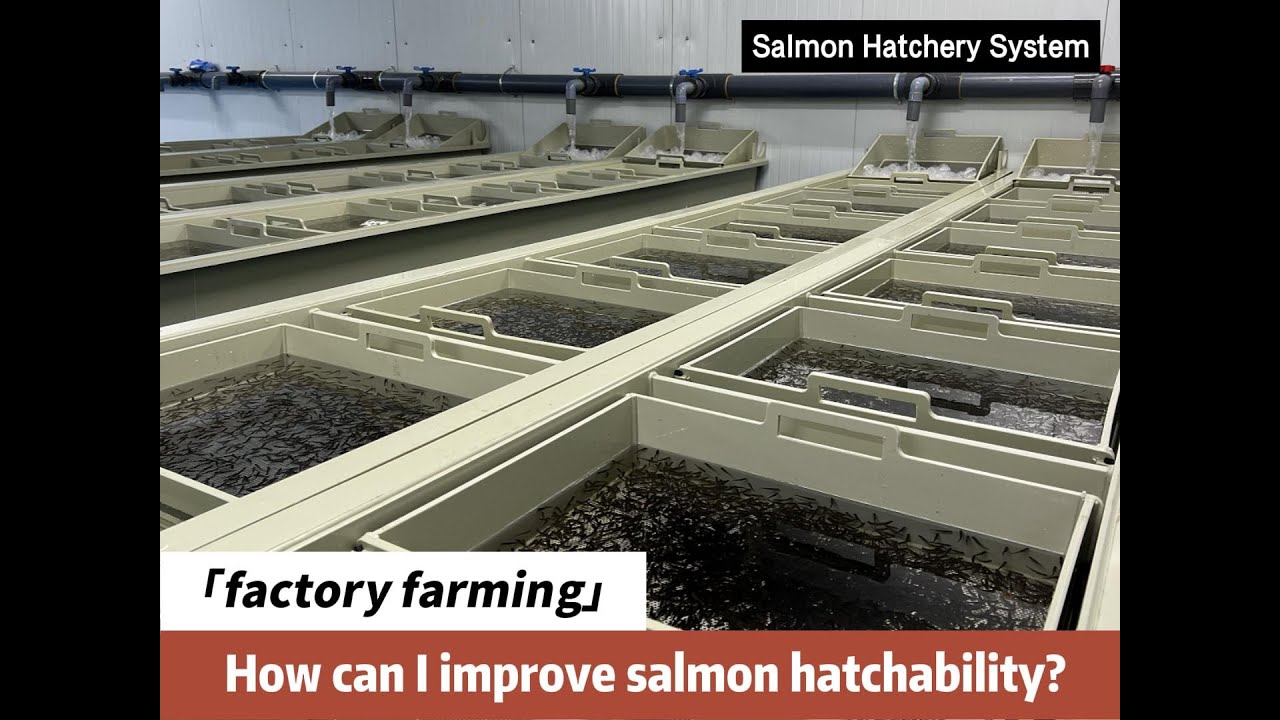 Salmon Hatchery System