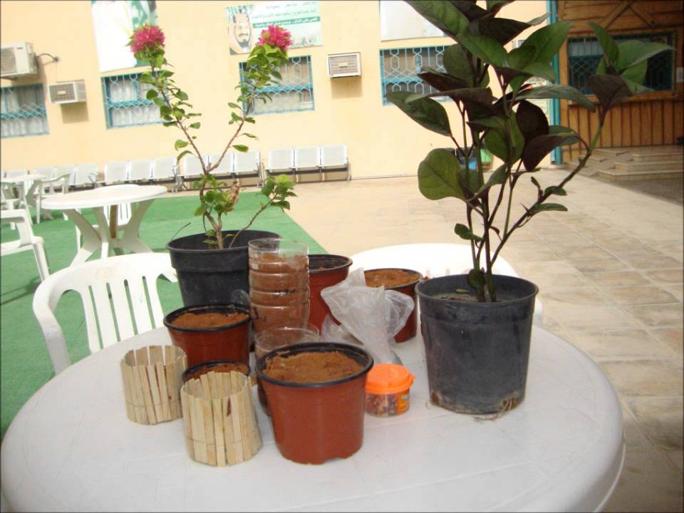 التشجير في المدرسة الابتدائية الخامسة ( فينا خير )