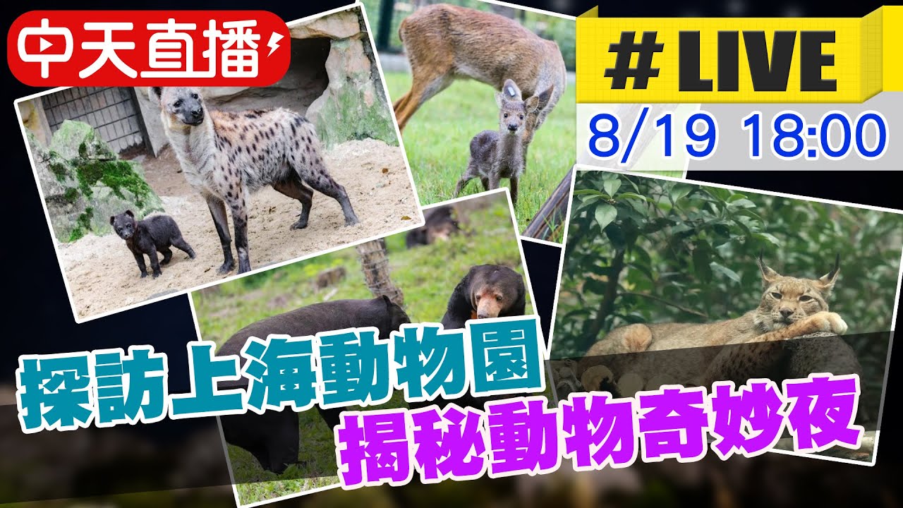 【中天直播#LIVE】探訪上海動物園 揭秘動物奇妙夜 20230819@全球大視野Global_Vision