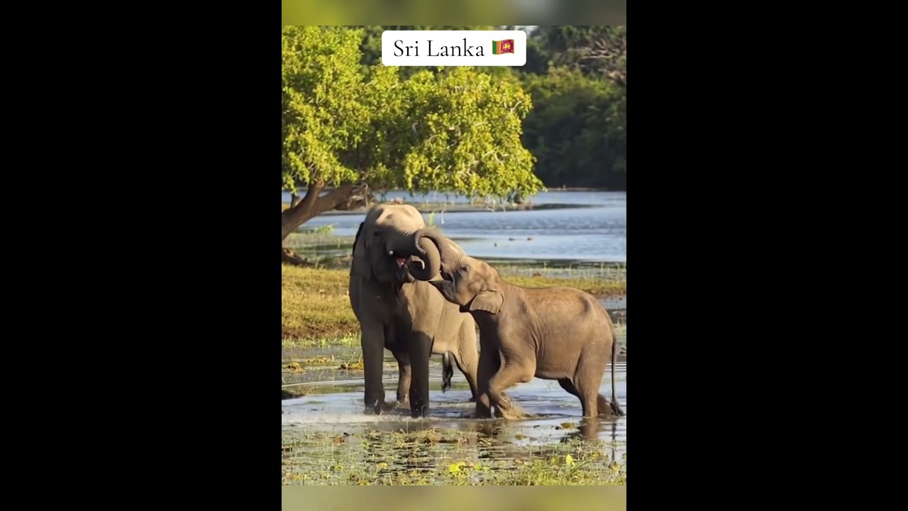 Beauty of Sri Lanka #ai #travel #srilanka #aiart