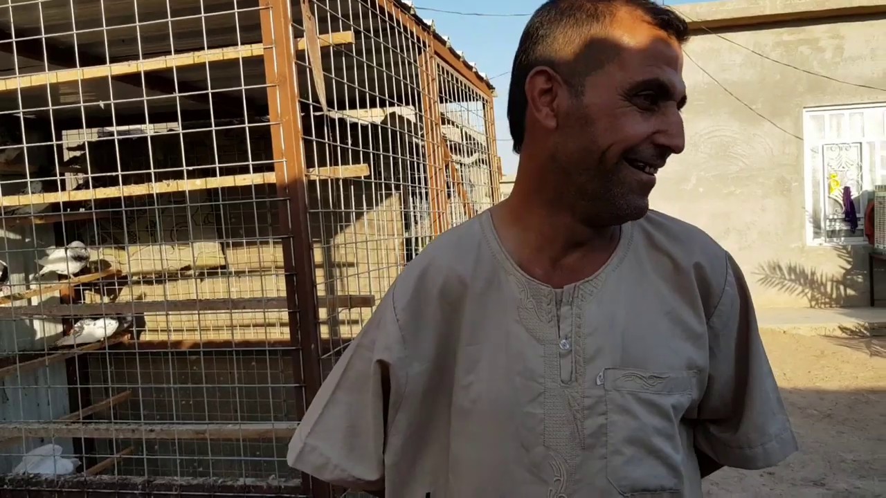 #دجاج و بط المربي#الرائع حسن ابو نشوة