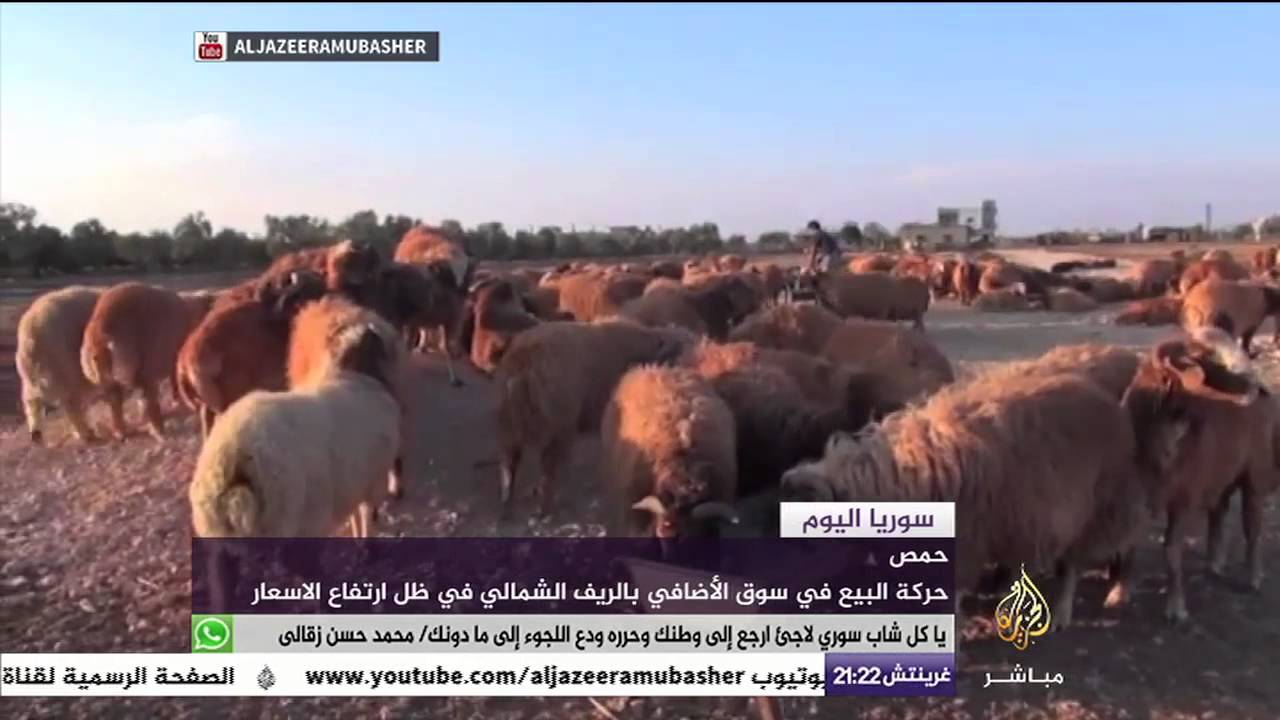 حركة البيع في سوق الأضاحي بالريف الشمالي في حمص