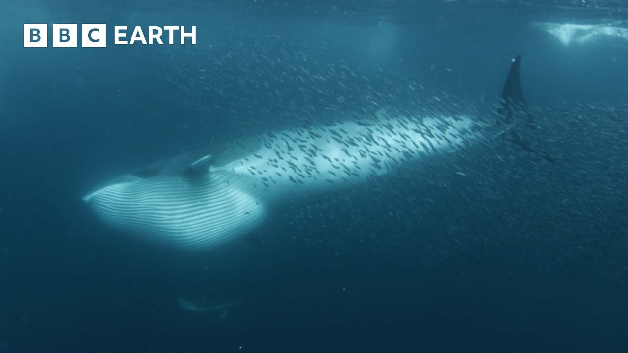 Wieloryby żywią się ławicami ryb | P&oacute;łnocny Atlantyk | 4K UHD | BBC Earth