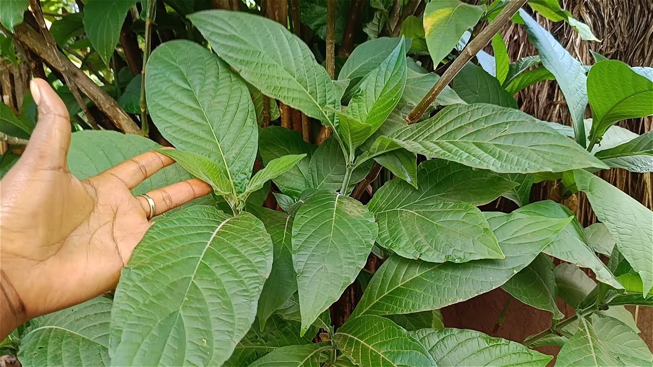 Sente Zikuyita Mungalo Edagala Lilino Laba Enkozesa Entuufu