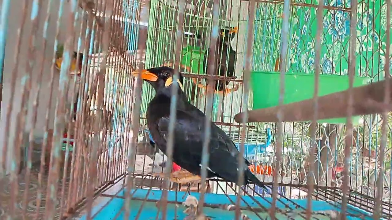 Nhông nói chuyện mẹ ơi 