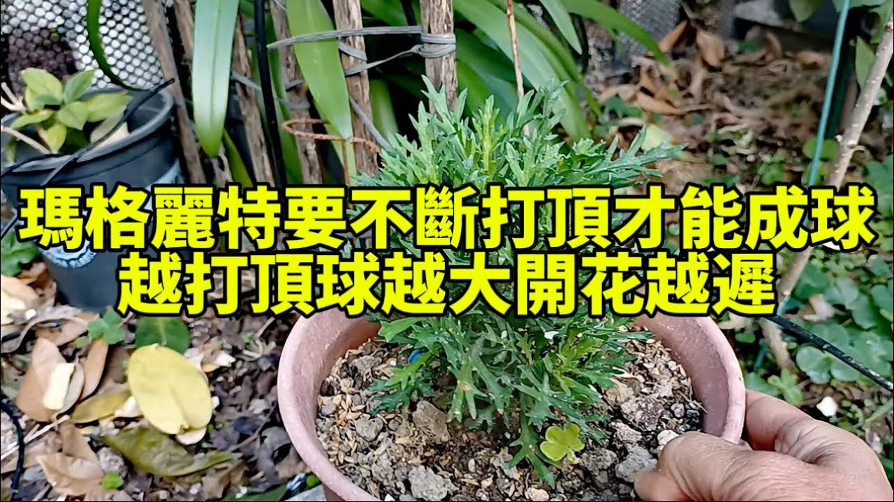 瑪格麗特要不斷打頂才能成球，越打頂球越大開花越遲