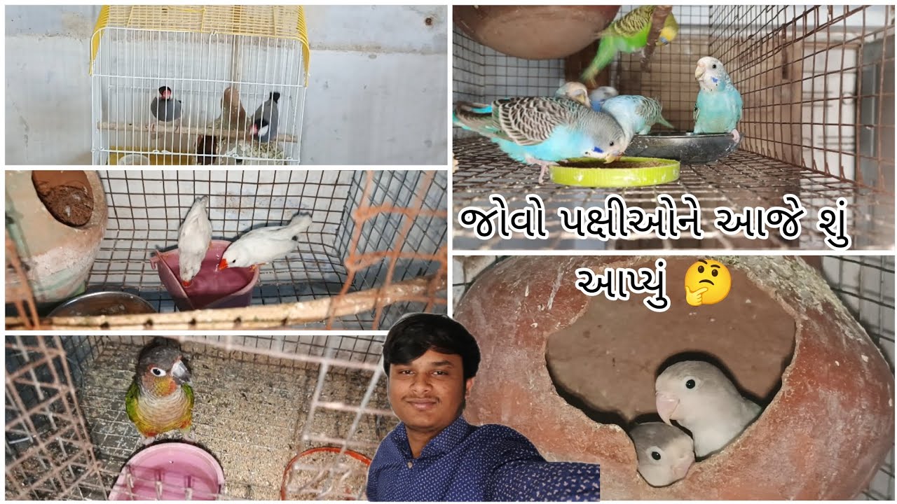 જોવો પક્ષીઓનેઆજે શુંઆપ્યું🤔@BirdpetsDmvolg @birdsdmpets6516 #dailyvlog #birds #parrot #viral #pets 