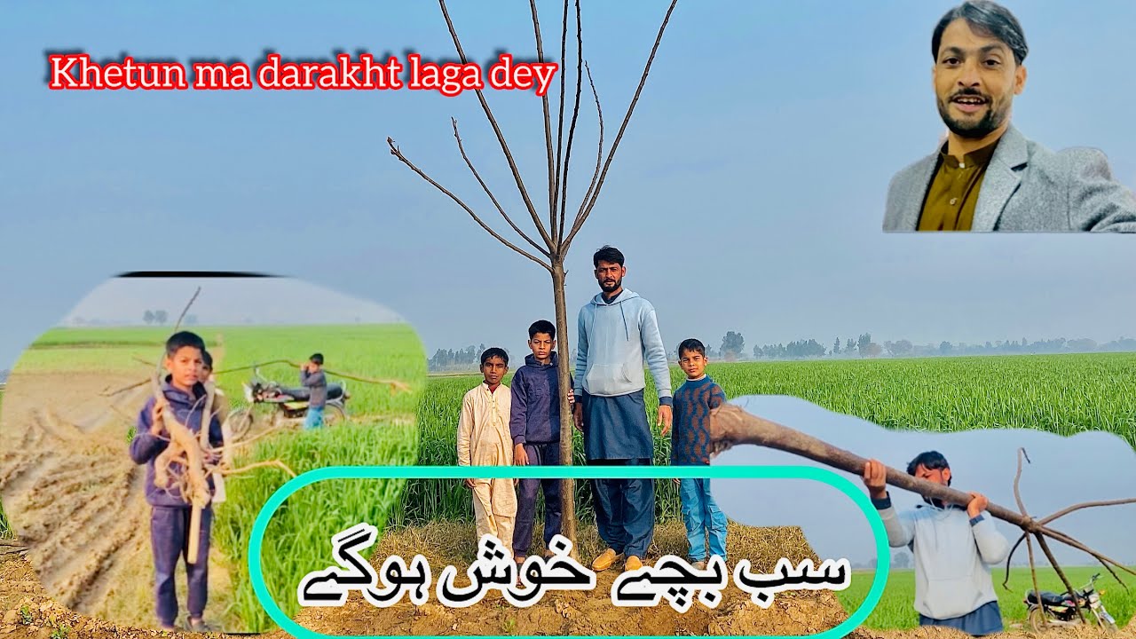 Khetun ma darakht laga deya🌳