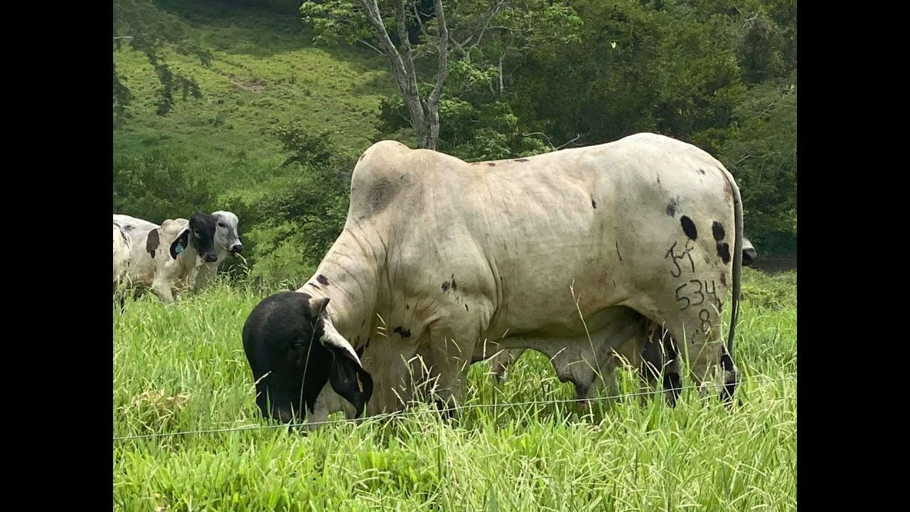RANCHO CORNELIO; LA EVOLUCIÓN DEL SARDO NEGRO.