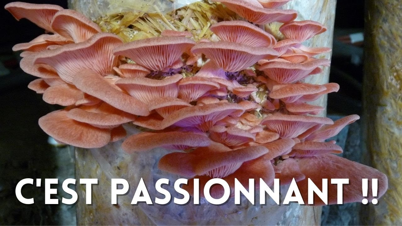 Cultiver des champignons comestibles : une activité passionnante