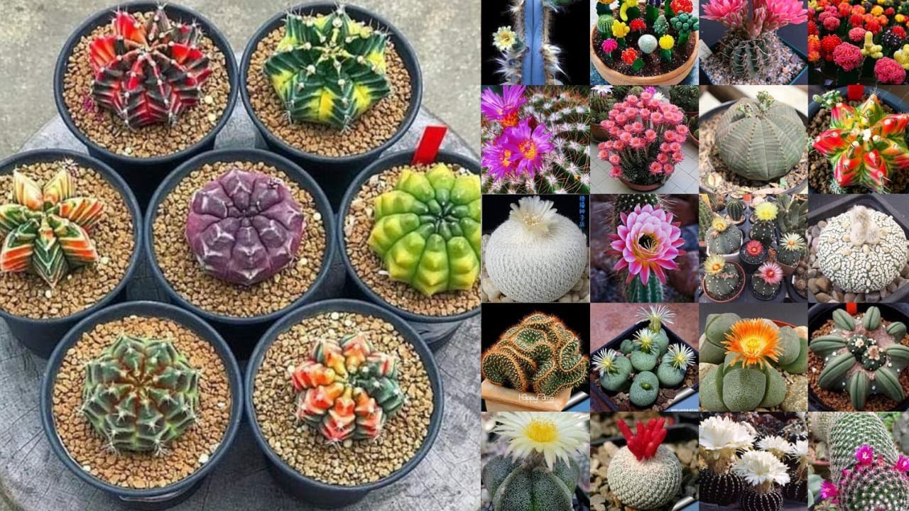 COMO TER MAIS DE 100 MUDAS DE CACTOS GASTANDO MENOS DE 10 REAIS | COMO PLANTO CACTOS BEM F&Aacute;CIL