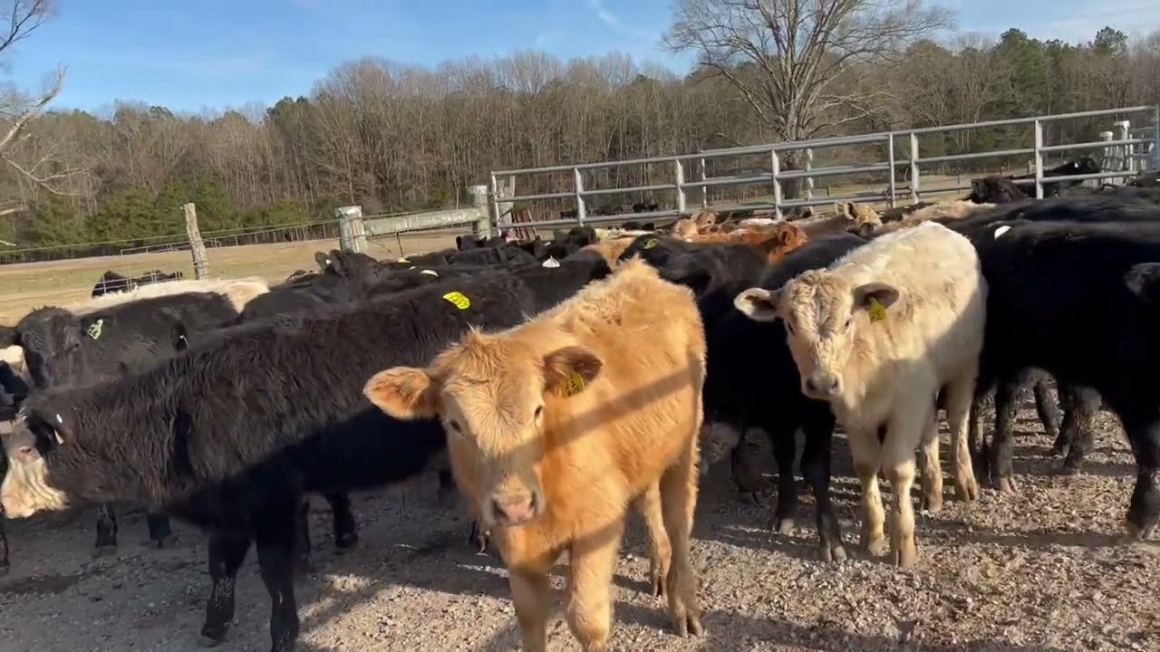 PI negative bulls and steers weighing 380.25 Lbs.