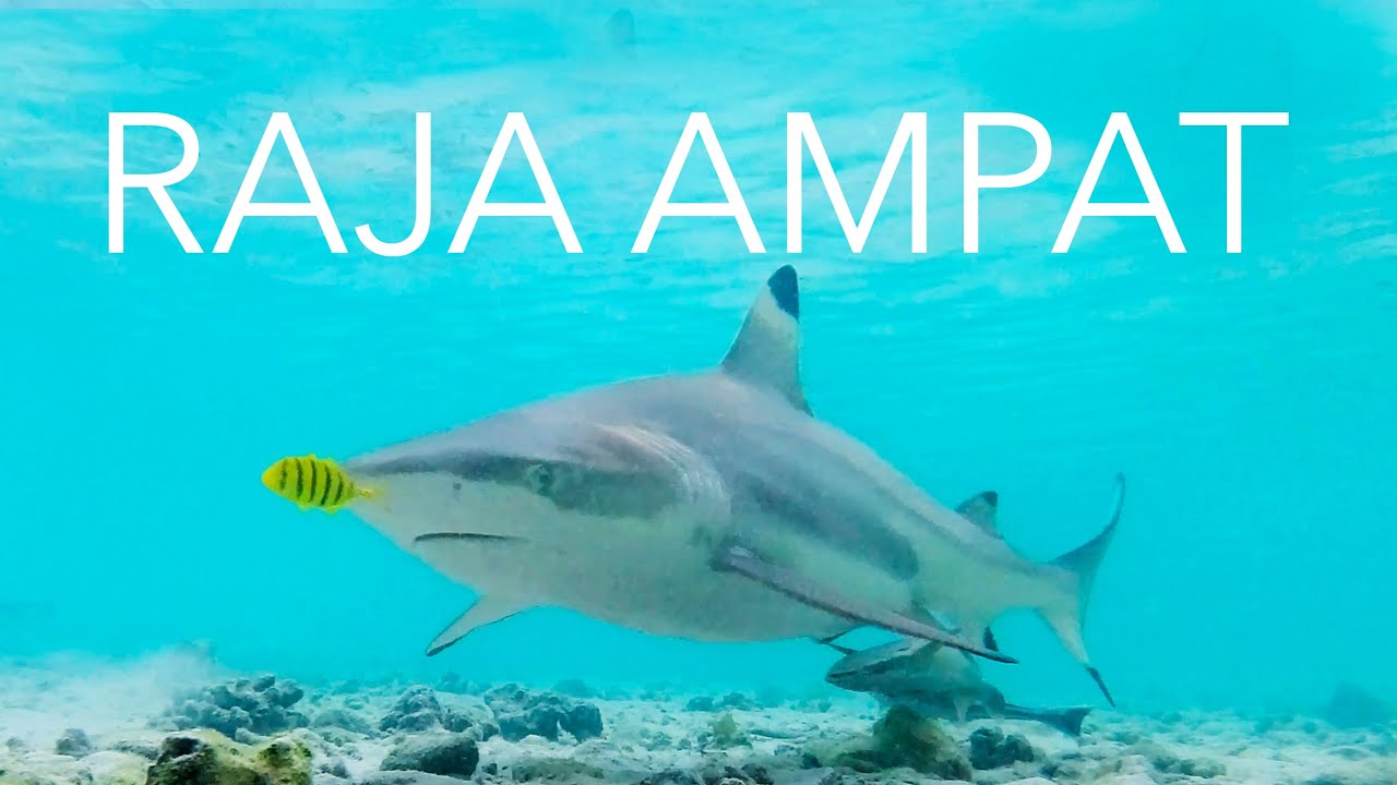Raja Ampat / Indonesia / Underwater