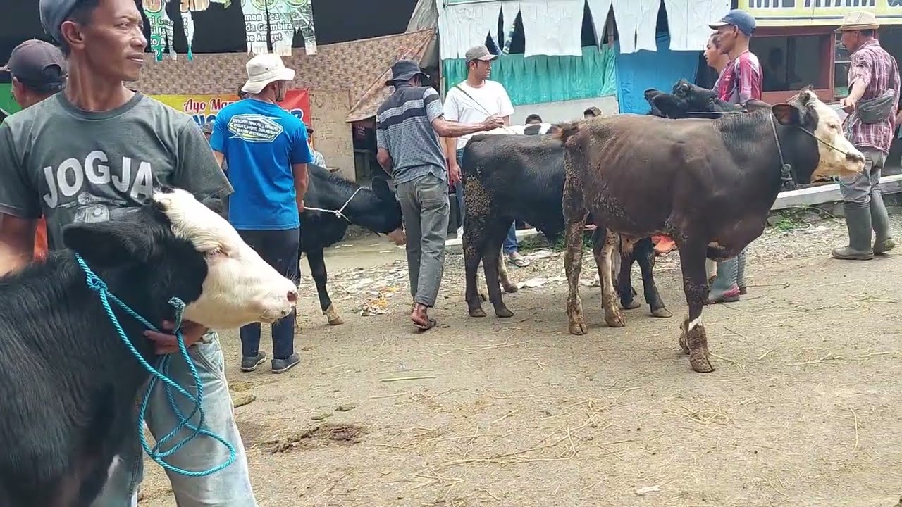 Harga Mulai Edann ‼️Harga Bakalan Moncong Simental Pasar Sapi Jelok Boyolali