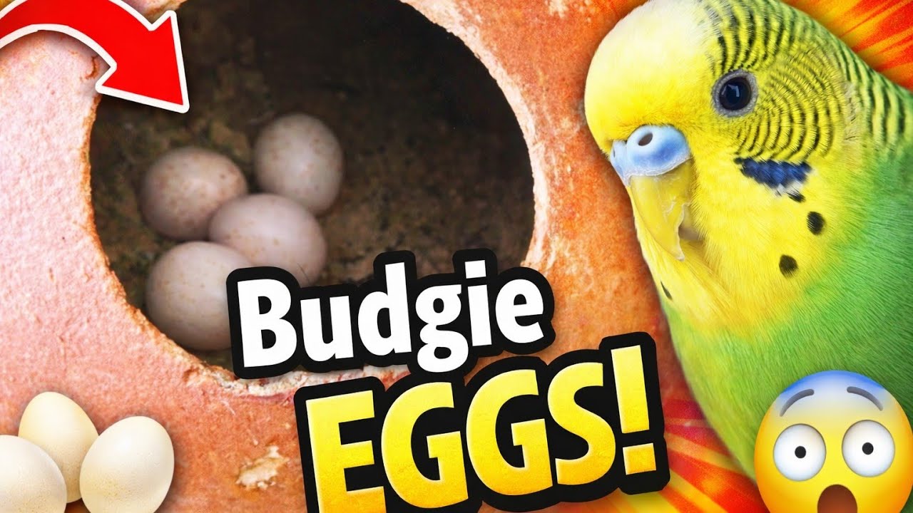Lutino Budgie lays eggs | #budgie_videos #egglaying 